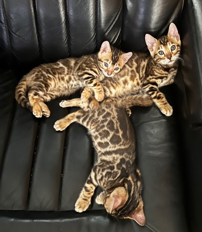 Bengal – bengals Georgetown Tx