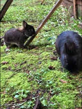 two Netherland MALE dwarf bunnies