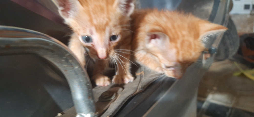 Kittens for sale