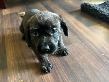 Golden Retriever – nice and friendly home for baby kc – Atlanta