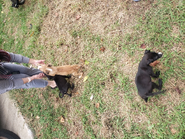 Labrador Retriever – puppies labadore / pit bull