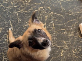 German Shepherd – German shepherd Pomeranian mix – Lansing