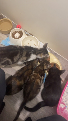British Shorthair – 8 week old kittens 4 boys and 2 girls