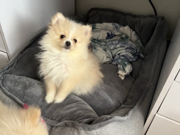 Pomeranian - Milo Male Pomeranian available for adoption in Phoenix