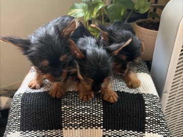 Yorkshire Terrier – miniature yorkies ( all boys ) – Richmond Heights