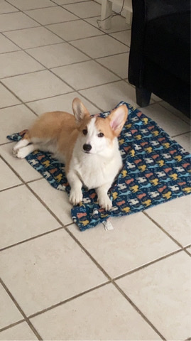 Pembroke Welsh Corgi – Corgi boy