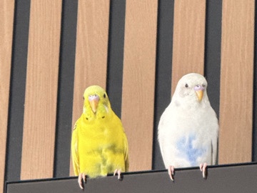 Parakeet – 2 Female Parakeets – Crystal River