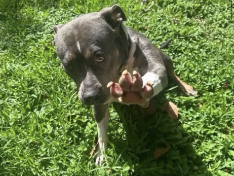 Staffordshire Bull Terrier – rehoming dog – Miami