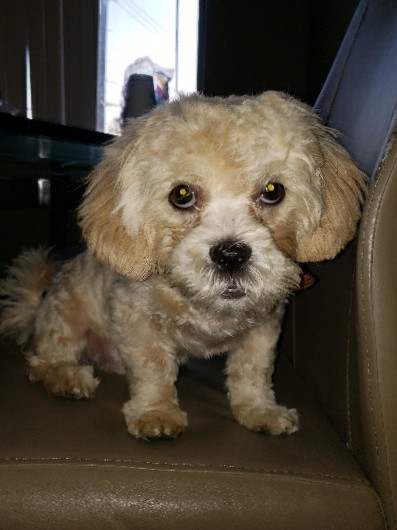 Poodle – Shitzu Poodle 4 sell