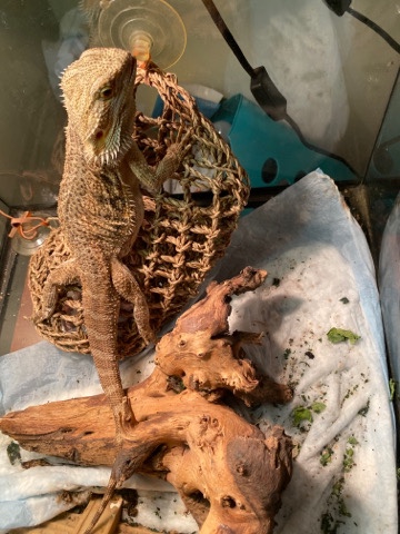 lizard for sale
