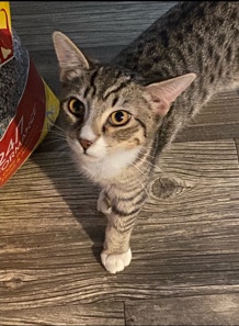 American Shorthair – Maoli