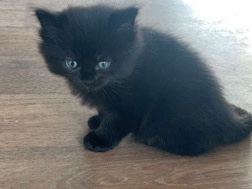 Female Black Kitten – London