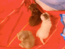 American Shorthair – kittens for sale – Shaker Heights
