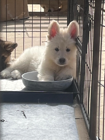 German Shepherd – ready now german sheapard puppies