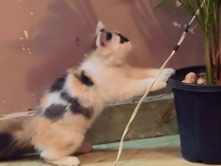Persian (Modern) – black and white and brown colour Cat Persian cat – Ghaziabad
