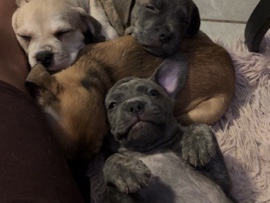 French Bulldog – frenchie vizsla puppies – Kissimmee