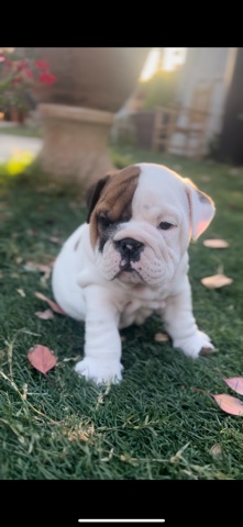 Olde English Bulldogge – mini English bulldog akc
