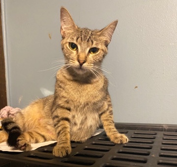 Tabby kitten needs 4ever home!!