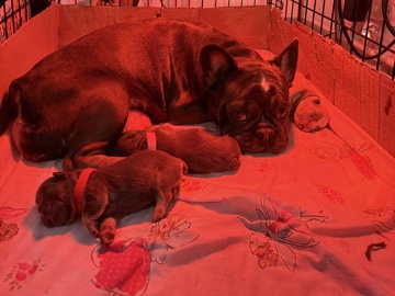 French Bulldog – french bulldog puppies with husky genes – Camberley