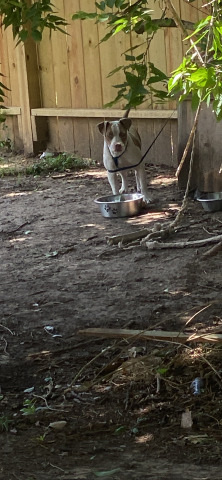 American Pit Bull Terrier – a pit bull