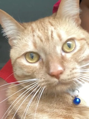 Russian White, Black and Tabby – orange tabby cat for (free)