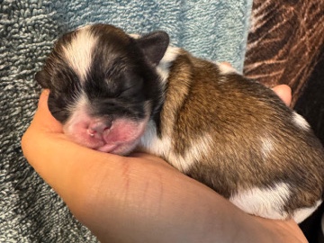 Pekingese - Welpen  available for adoption in Schwerte