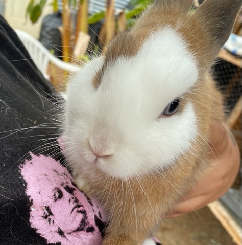 American – Baby bunny