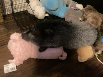 Pig – mini pig – Snellville