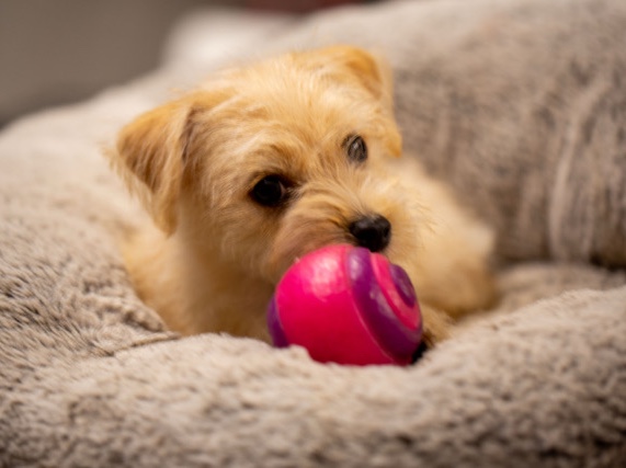 Havanese Miniature Pincher