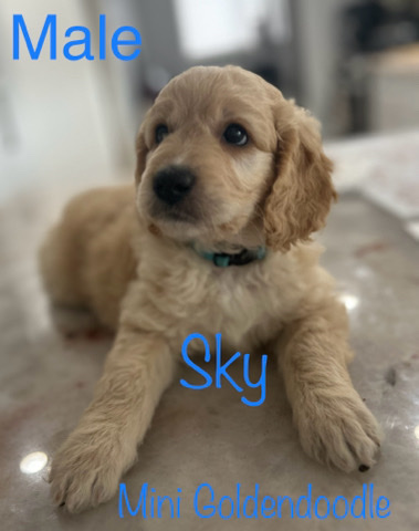 mini Goldendoodles
