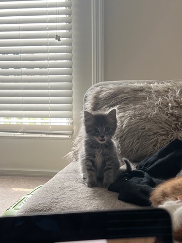 rehoming kittens