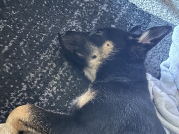 German Shepherd - Male German Shepherd  available for adoption in Glendale