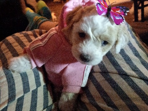 beautiful maltipoo mixt with bicho – Jefferson City