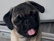 pug 