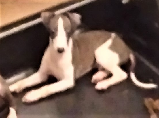 Italian greyhound puppies