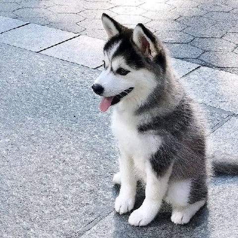Siberian Husky – Siberian Husky puppy for Sell