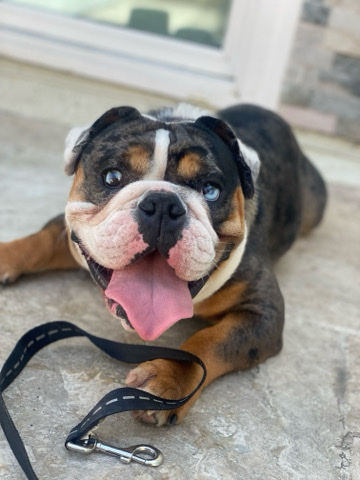 American Bulldog – Meech needs a new home!