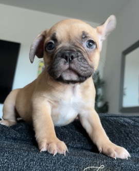 French Bulldog – Adorable French bulldog for Sale