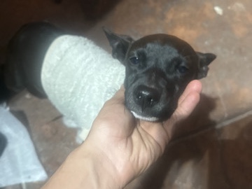 chiuauau / pit bull mix – Antioch