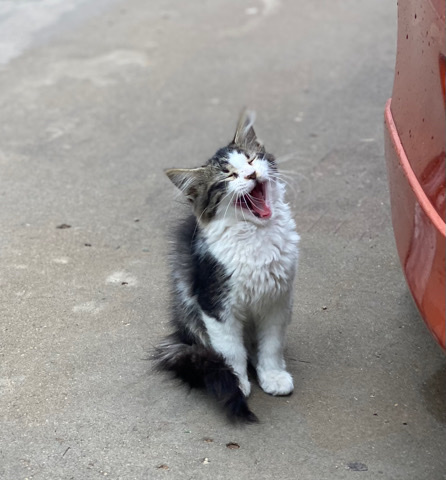 Kitty