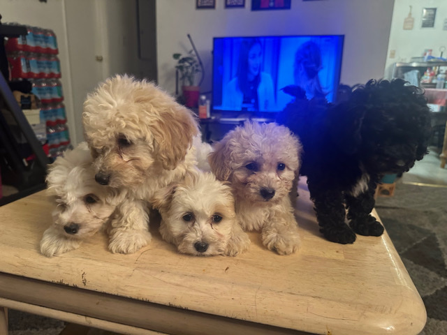 Poodle – i have pure breed miniature poodle