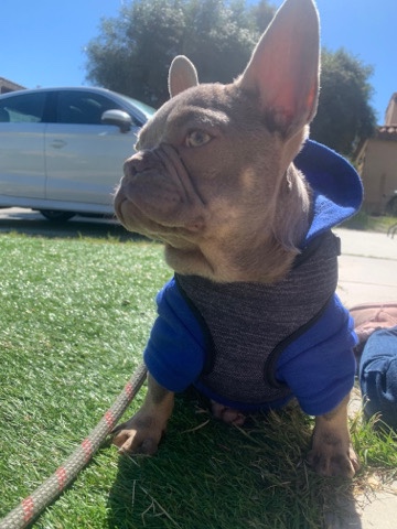 French Bulldog – micro French bulldog