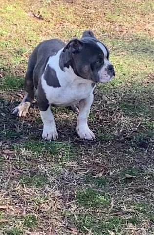 American Bulldog – American bully, 3 month puppy