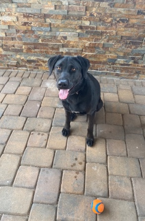Labrador Retriever – rehoming our sweet black lab mix