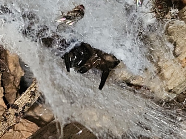 Tarantula – 6 Adult female velvet spider – Warrington