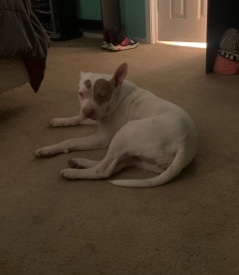 American Staffordshire Terrier – female pit bull