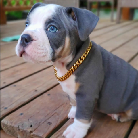 Bull Terrier – Mr.Loki the Exotic Bully
