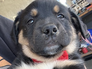 All - free puppy to good home  available for adoption in Lake Elsinore