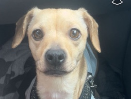 Chinese Chongqing Dog – Sweet pup looking for someone who’s home ridden or – Oklahoma City
