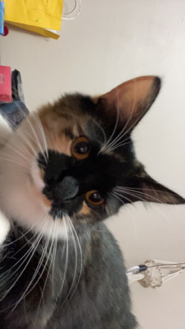 cat needs a loving new home